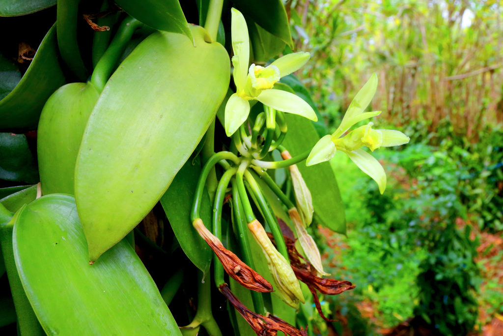 Orchidée vanille La Réunion