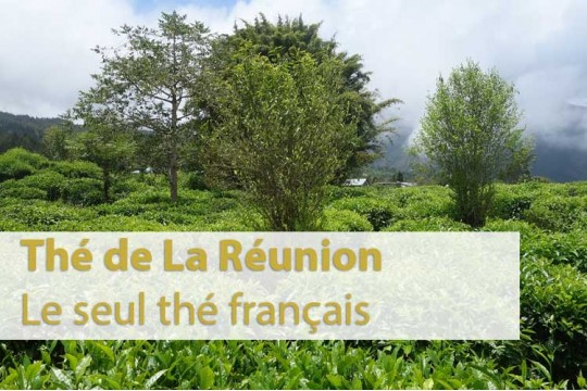 Tout savoir sur le Thé Français de La Réunion